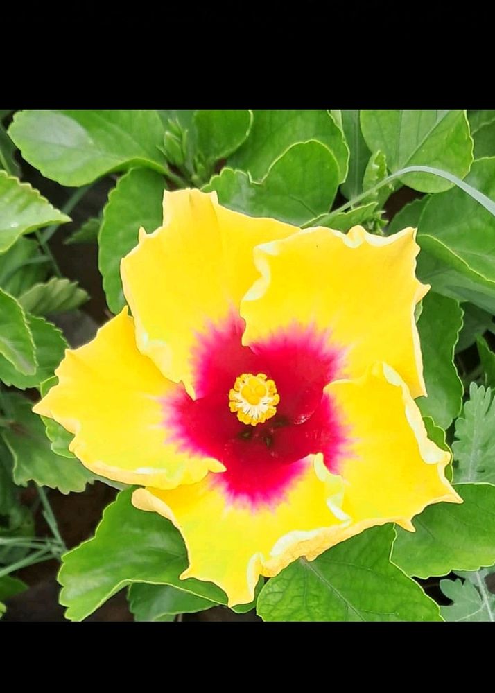 Grafted Hibiscus Plant