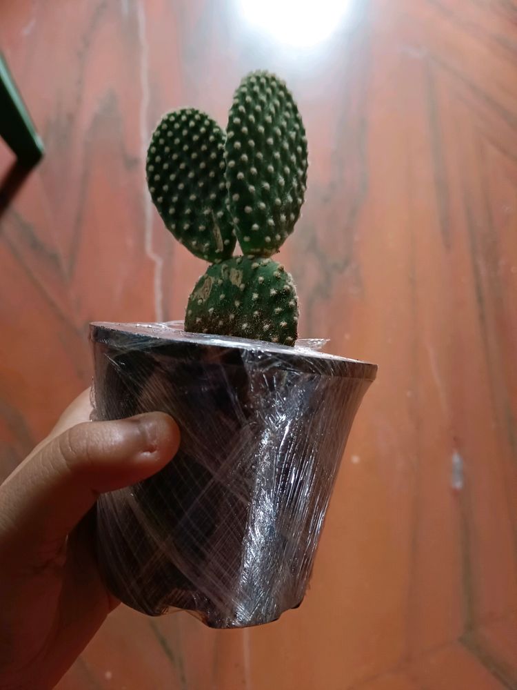 Bunny Ear Cactus Plant With Pot