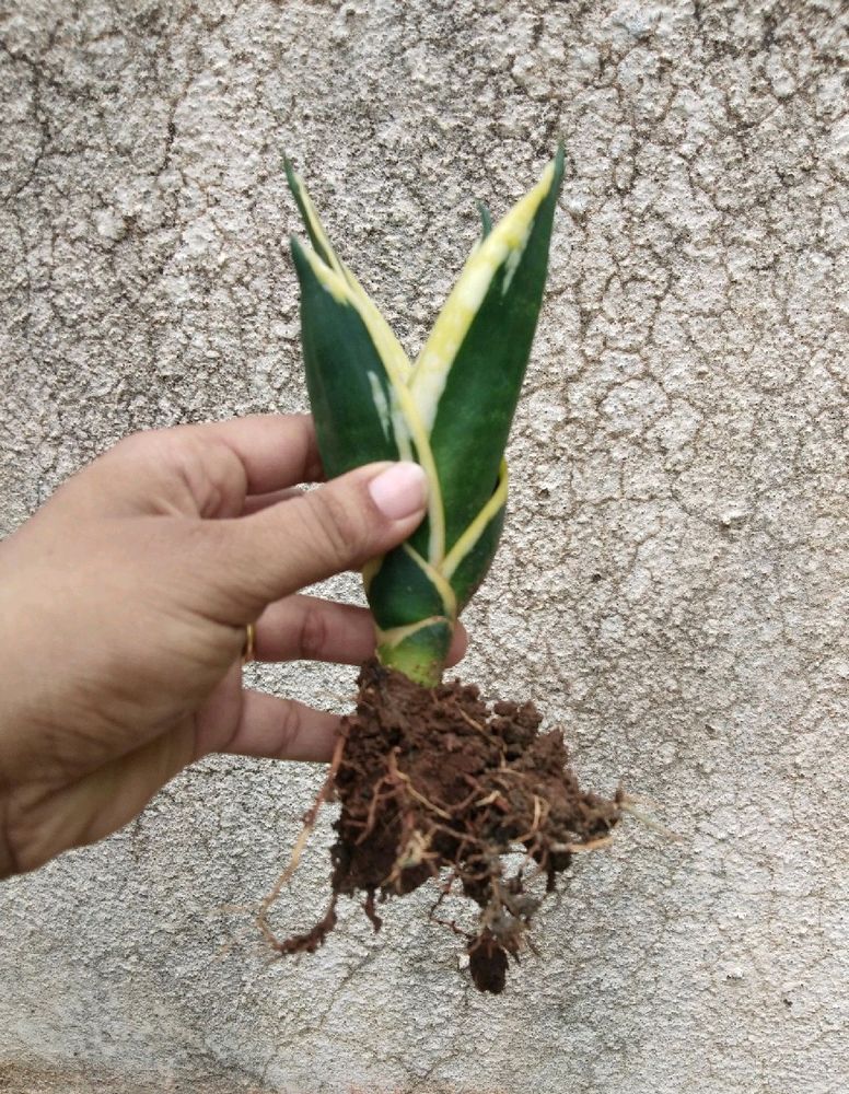 Snake Plant