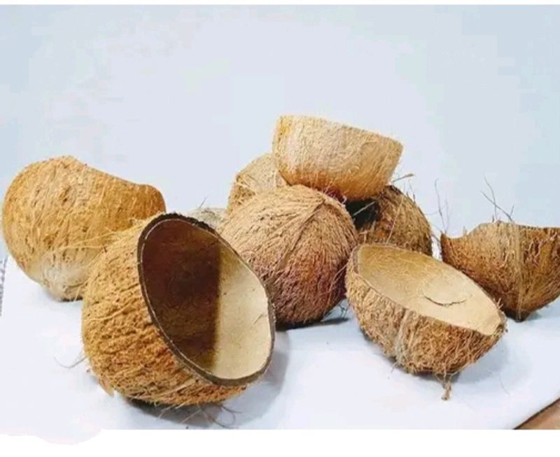 Coconut Shell with 2 Pieces 160rs