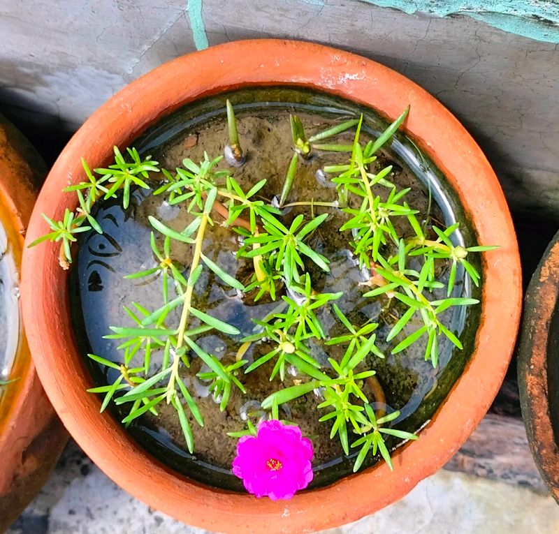 Real Flower Tree