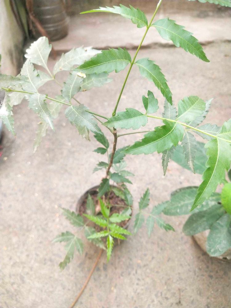 Healthy Neem Plant With Root