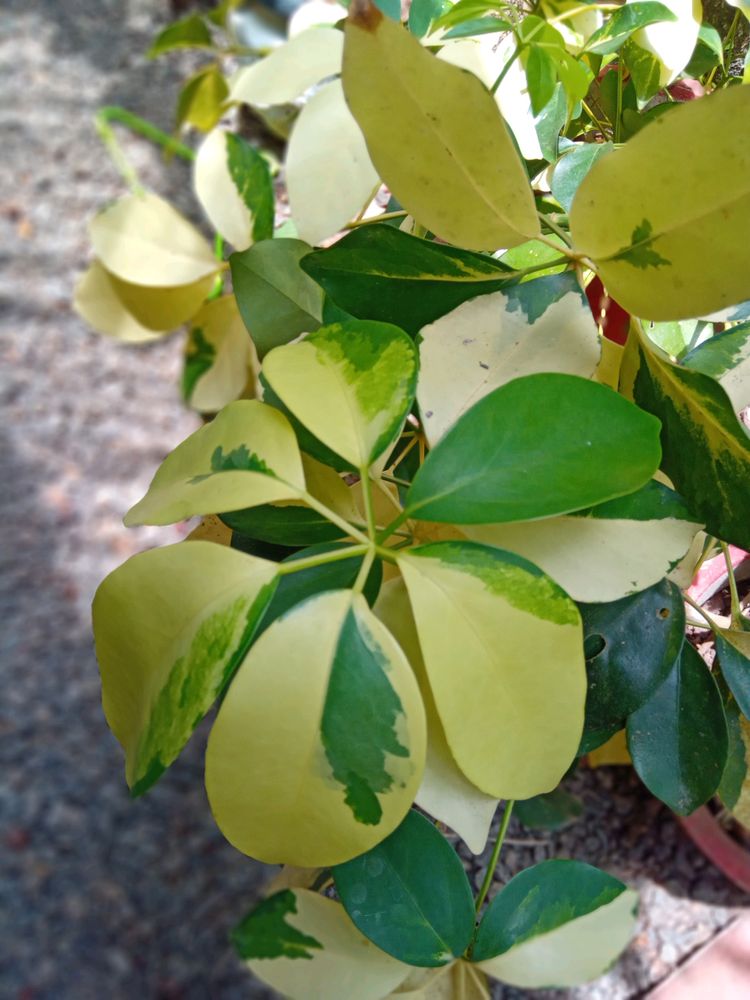 *G*  Indoor Bonsai Stem🌿🌿🌿