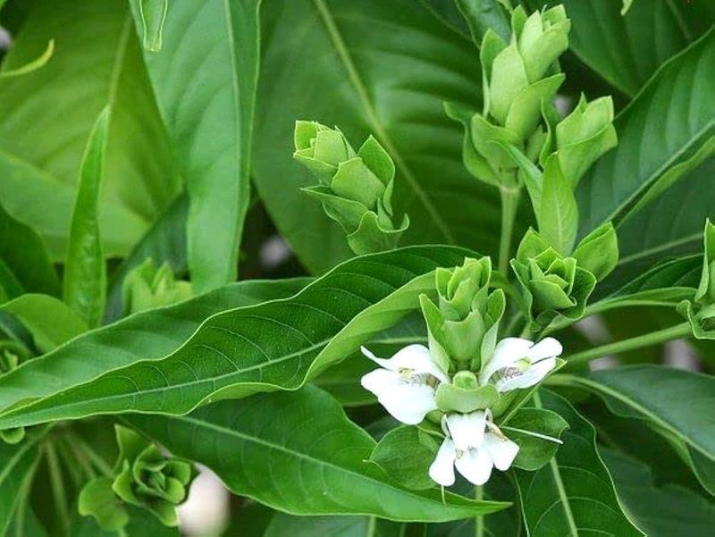 Vasaka Mediational Plant Leaves