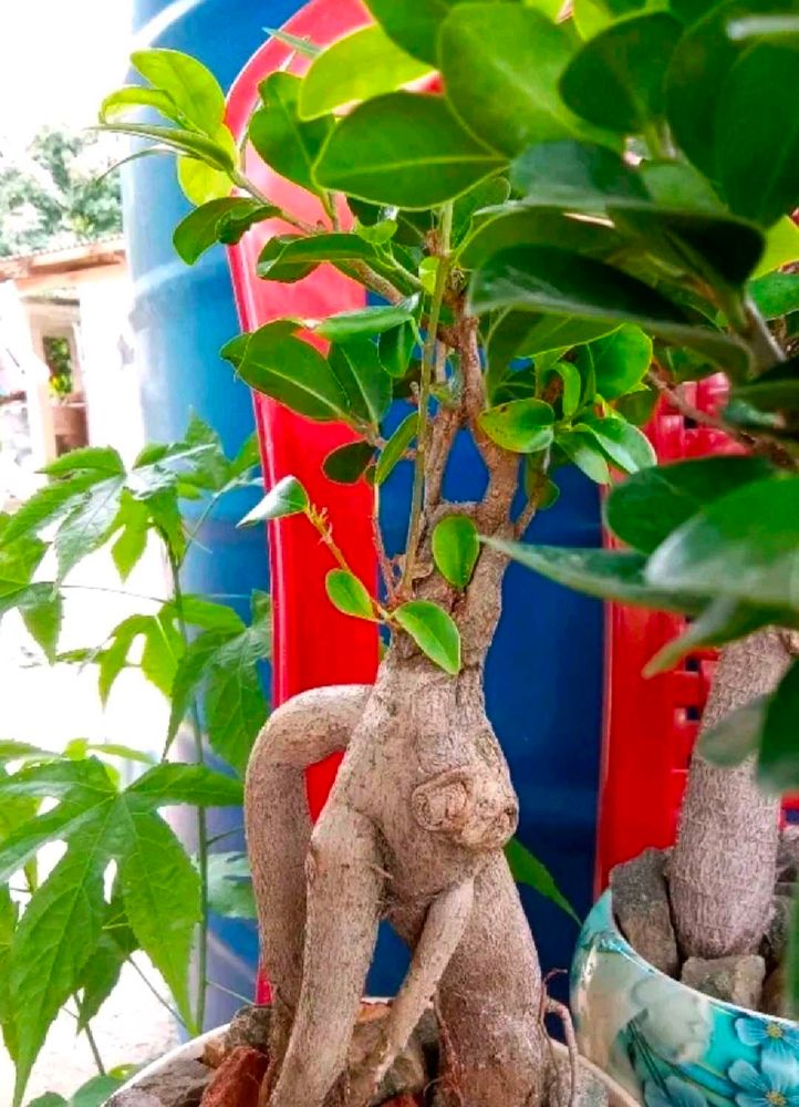 Beautiful Bonsai Ficus Plant With Root