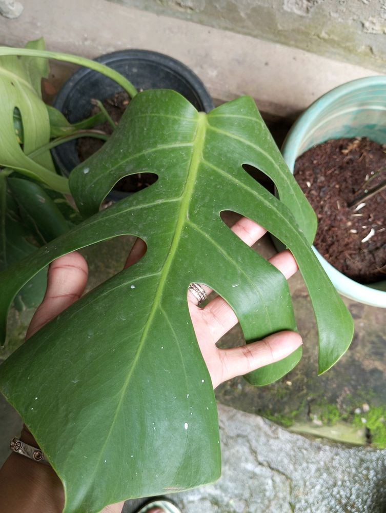 MONSTERA DELICIOSA.