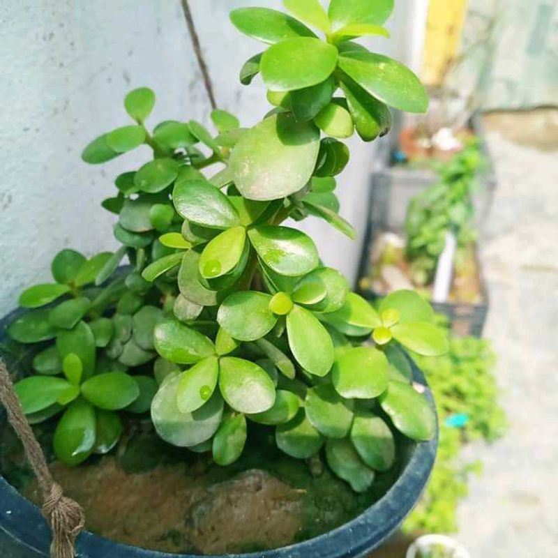 Jade Plant kuberakashi , Dhankuber live plants