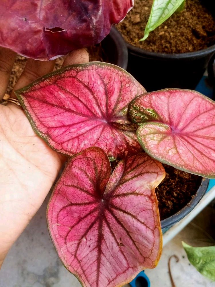 Thai Caladium