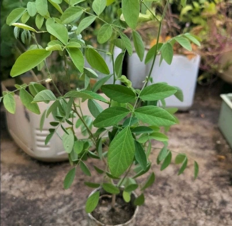 White Aprajita Plant With Roots