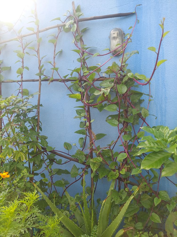 Red Spinach Creeper