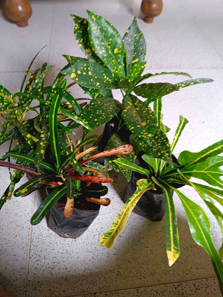 4 Varieties Of Croton Plant