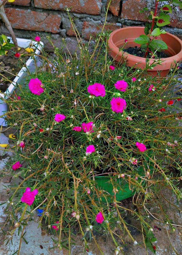 Pink &White Portcuala 💐 Flower Plant