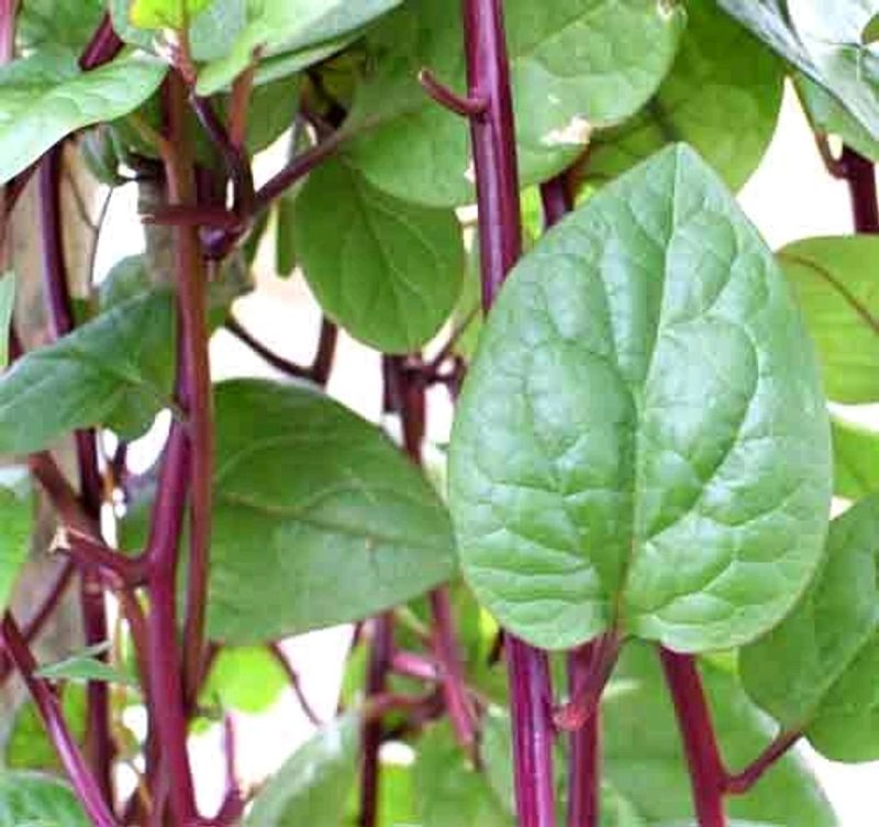 Red Spinach Creeper