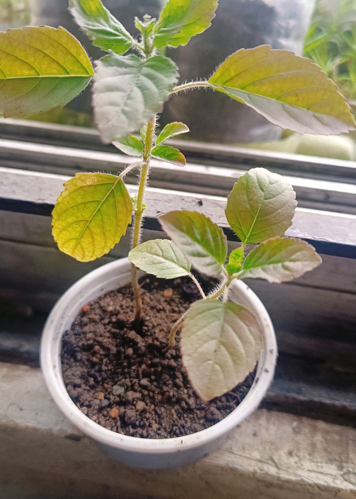 Tulsi plant