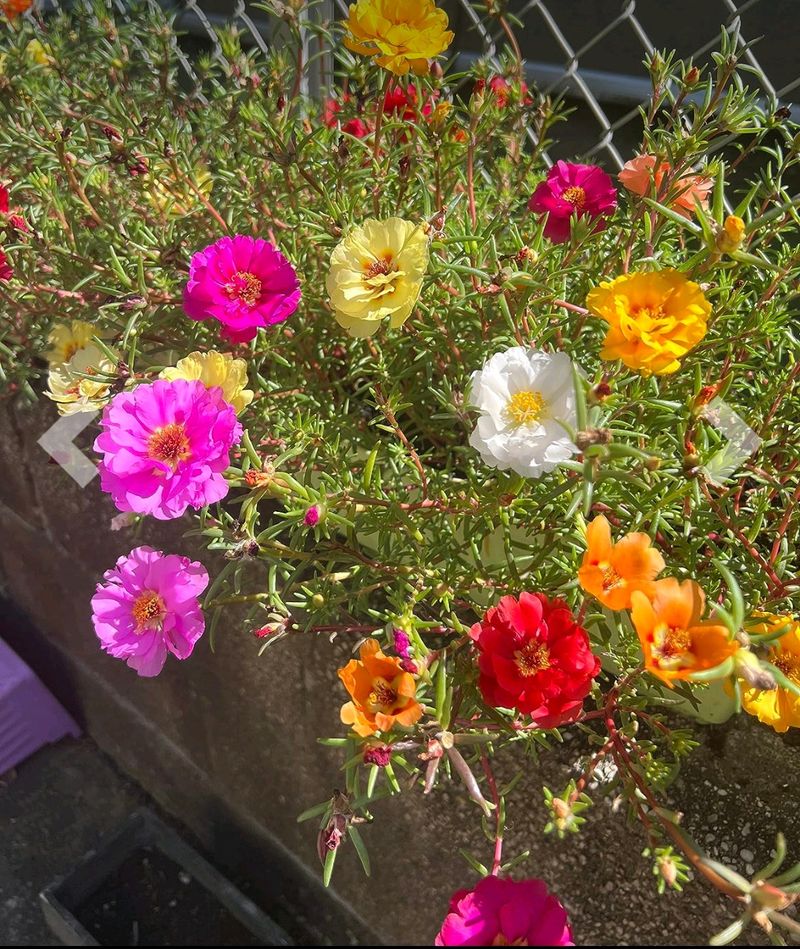 Portulaca Flower Seeds Pack Of 1 Packet