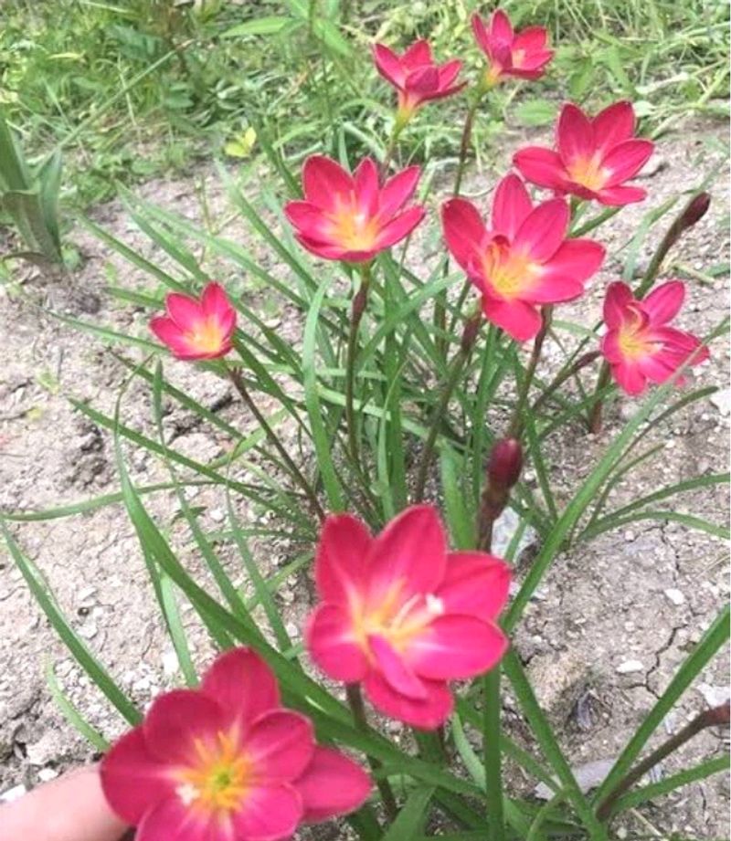 Rainy Lily 🌱🌷🌷🌷🌸🌺💐