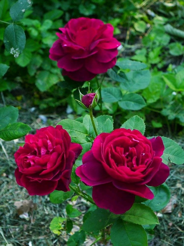 Red And Pink Rose Steam