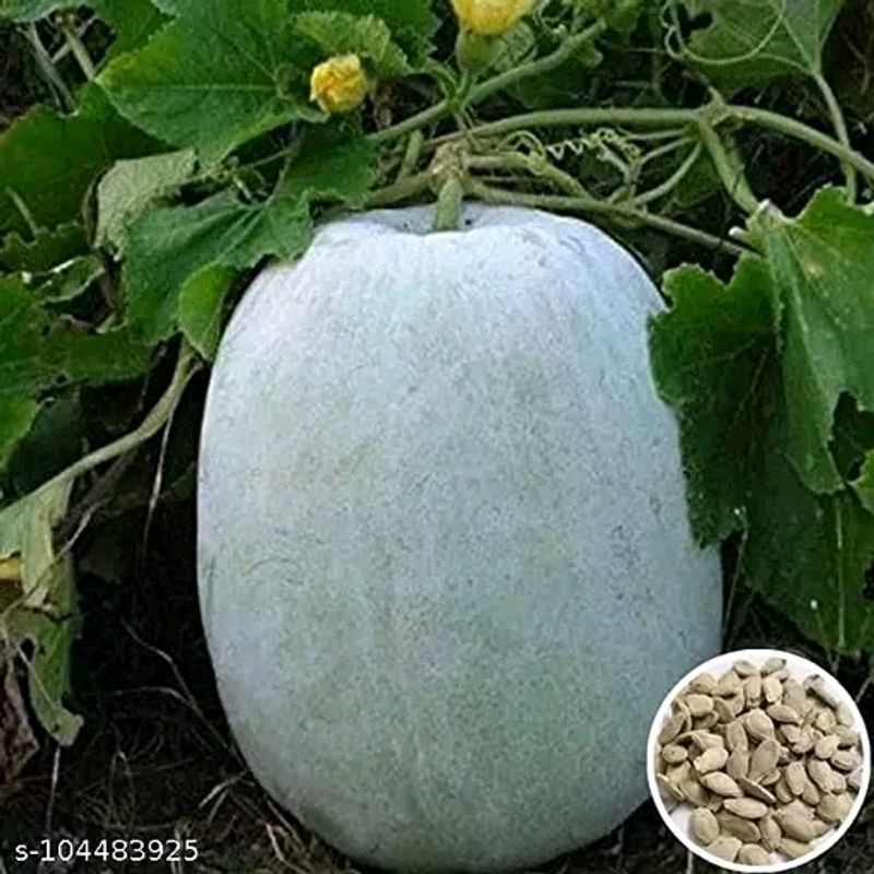 40 Seed Of Hybrid Elite Or Sweet Pumpkin Petha