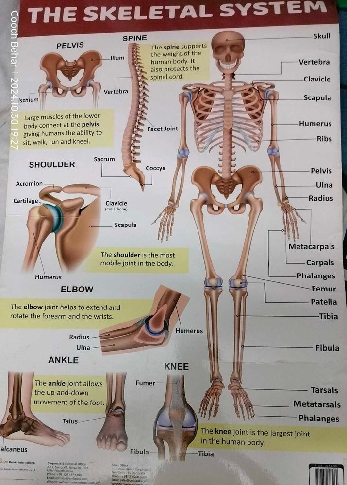 The Skeletal System Charts