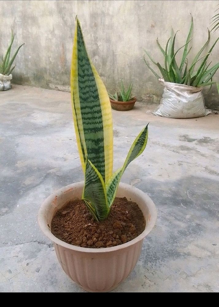 Healthy Snake Plant