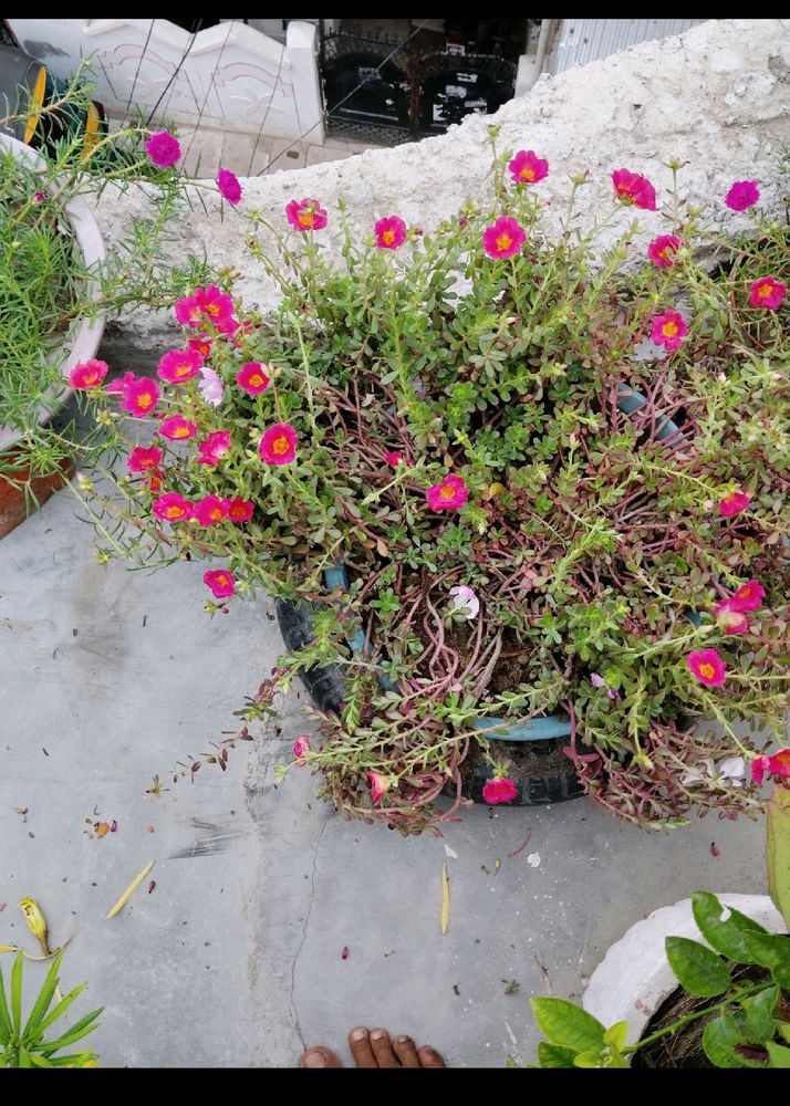 Pink Colour Flower Plant