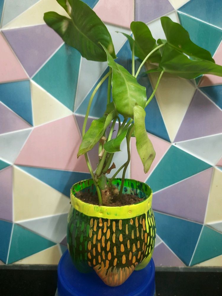 DIY Pot & Philodendron  Plant