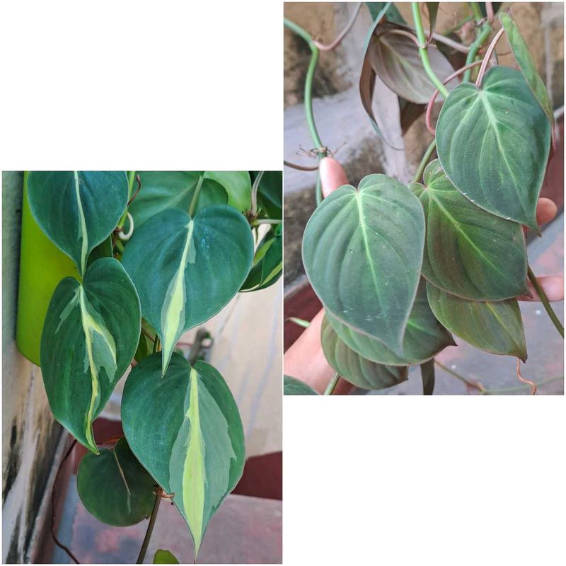 Philodendron Combo Plants