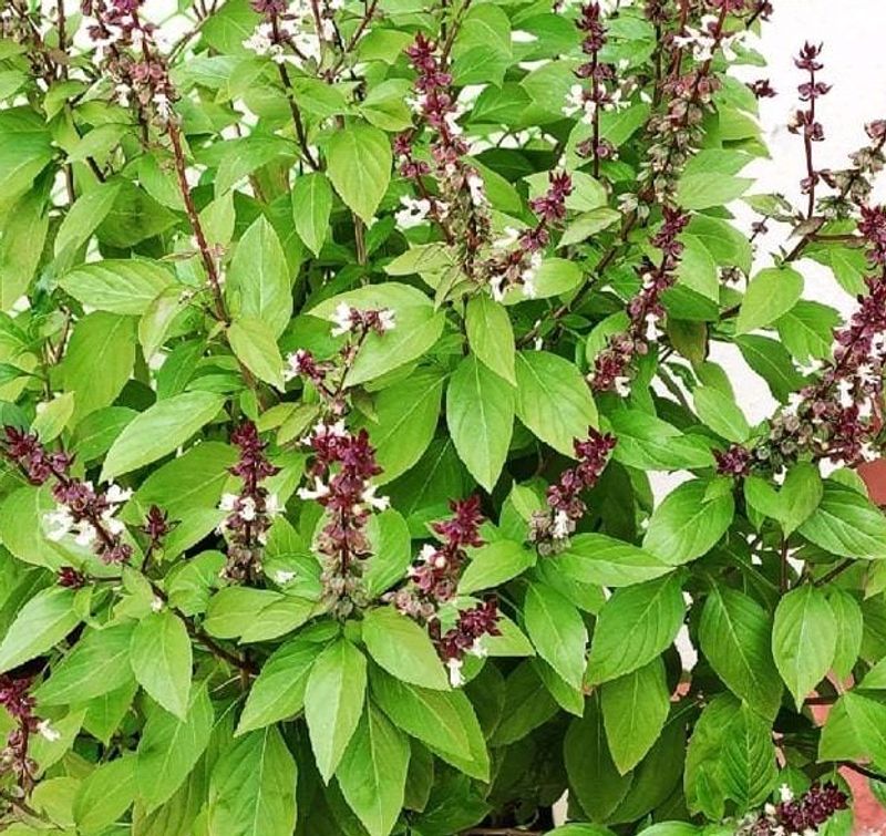 Sweet Basil Plant