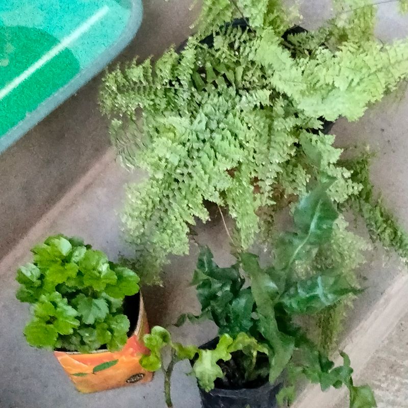 Air Purifying 2 Types Fern N Aralia Plant