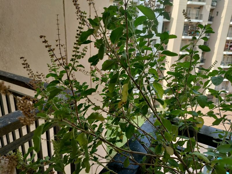 Tulsi Seeds