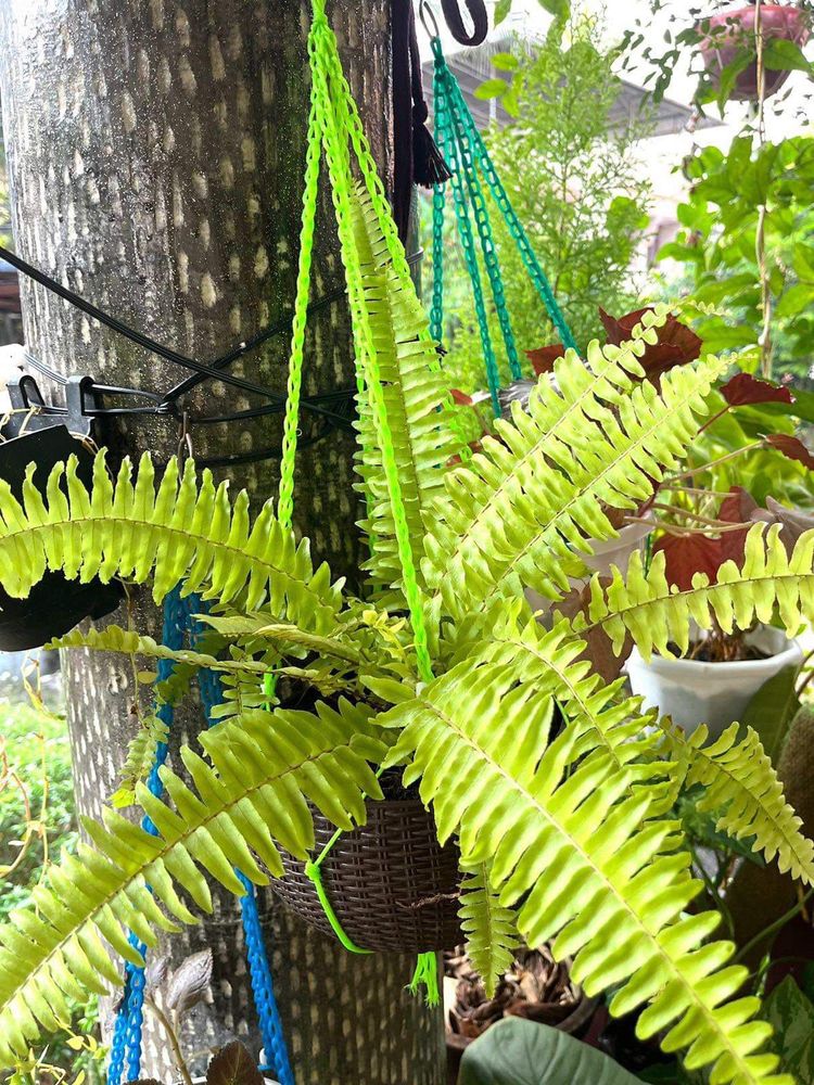 Golden Fern Rooted Live Plants