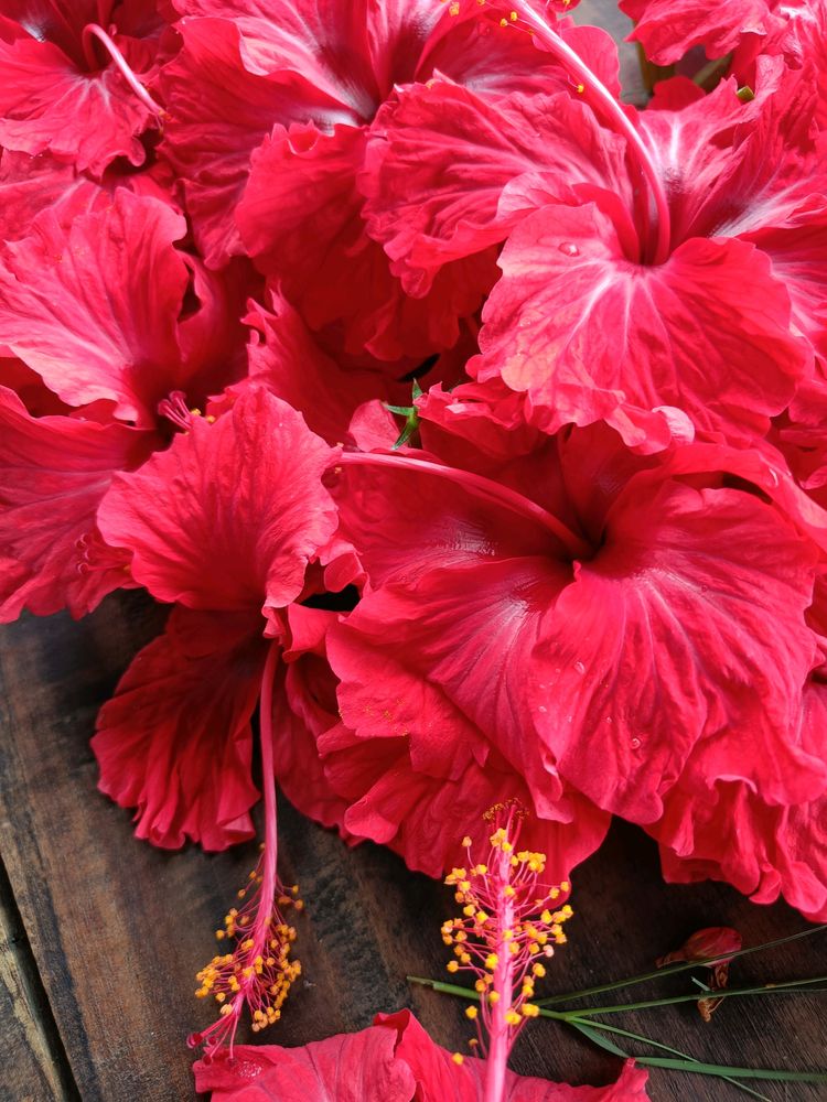 5 Hibiscus Steam