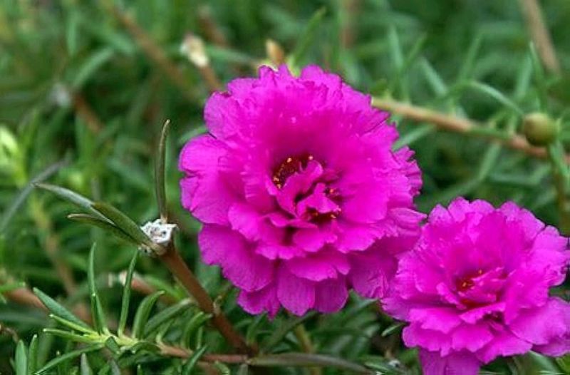 Dark Pink Portula Plant 🌺