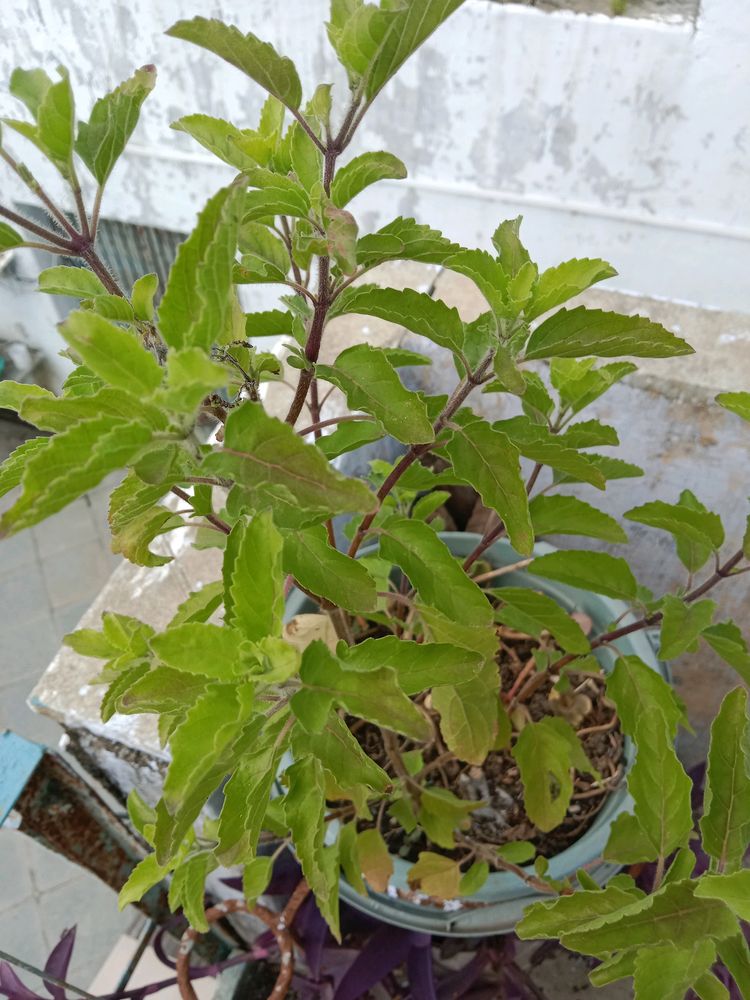 Tulsi Paudha Sale Pickup 1