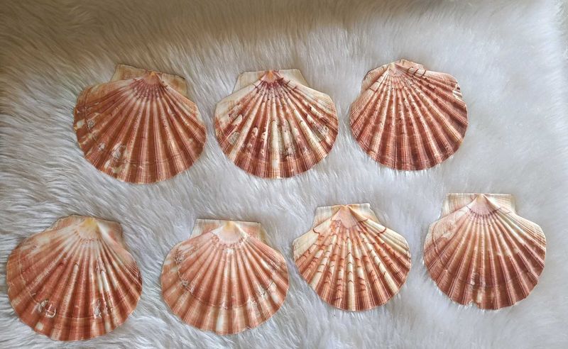 Scallops Shell