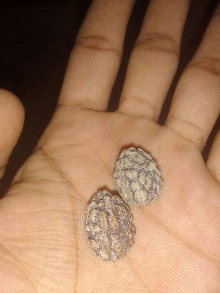 Original Kedarnath Rudraksha Beads