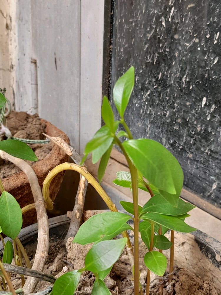 Small Jamun Plant With Roots, No Pot