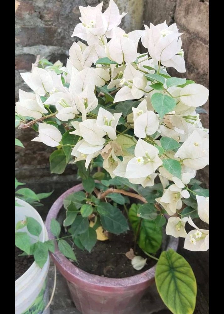 Bogenvilla cutting