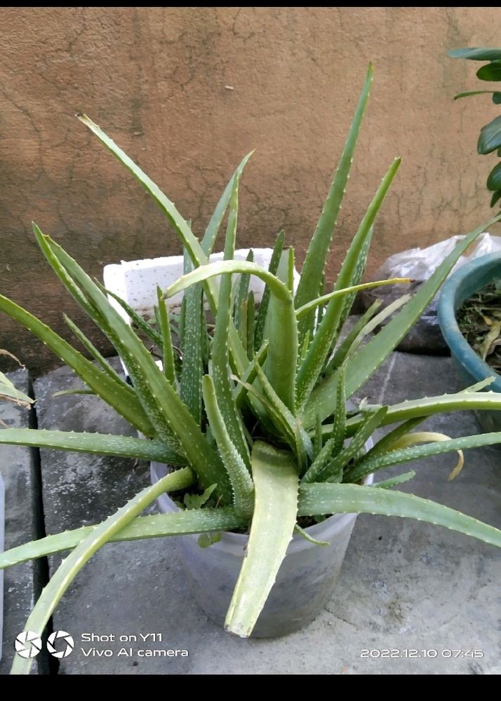 Aloevera Plant