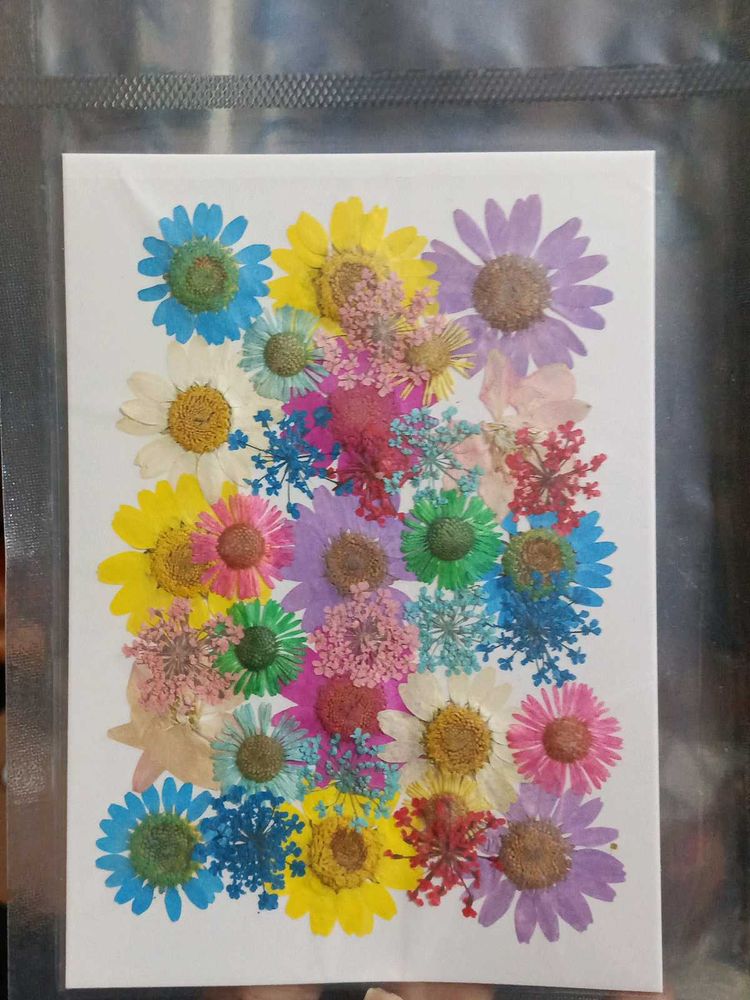 Pressed Flowers