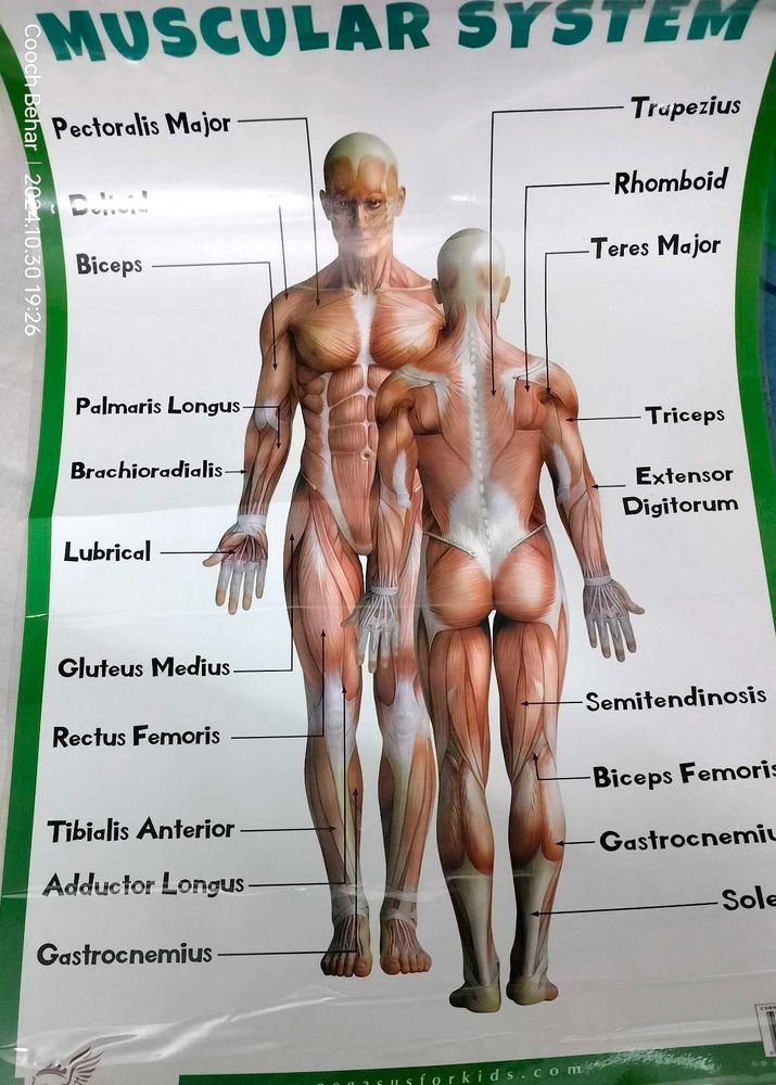 Muscular System - Human Body Charts