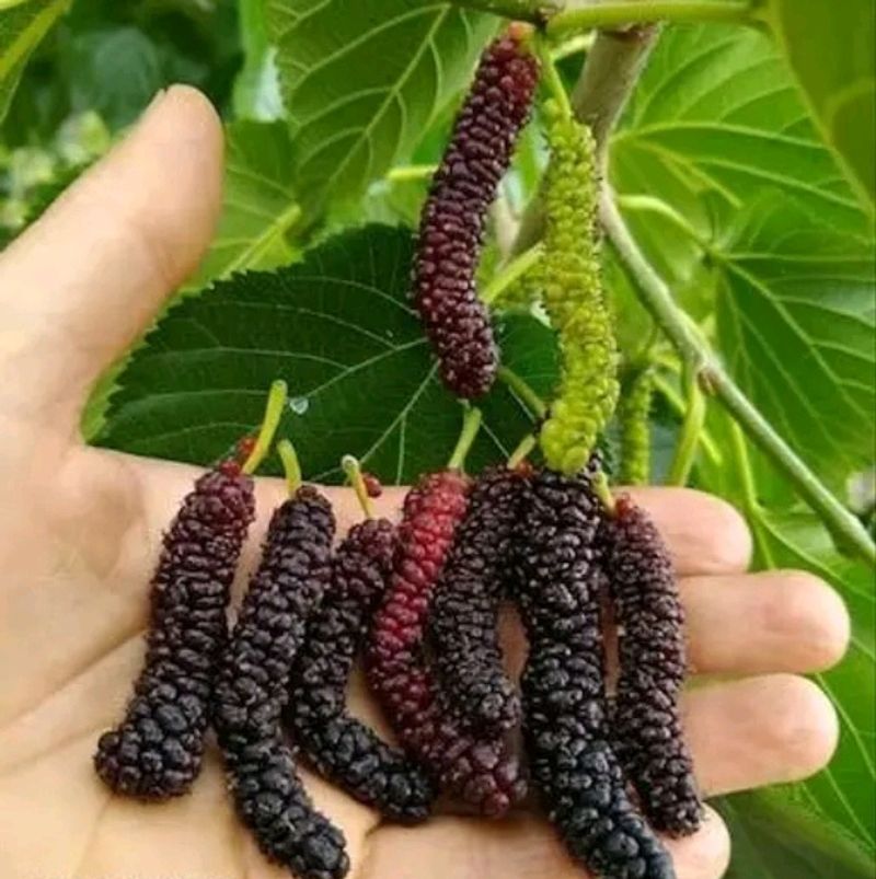 Hybrid Mulberry Plant