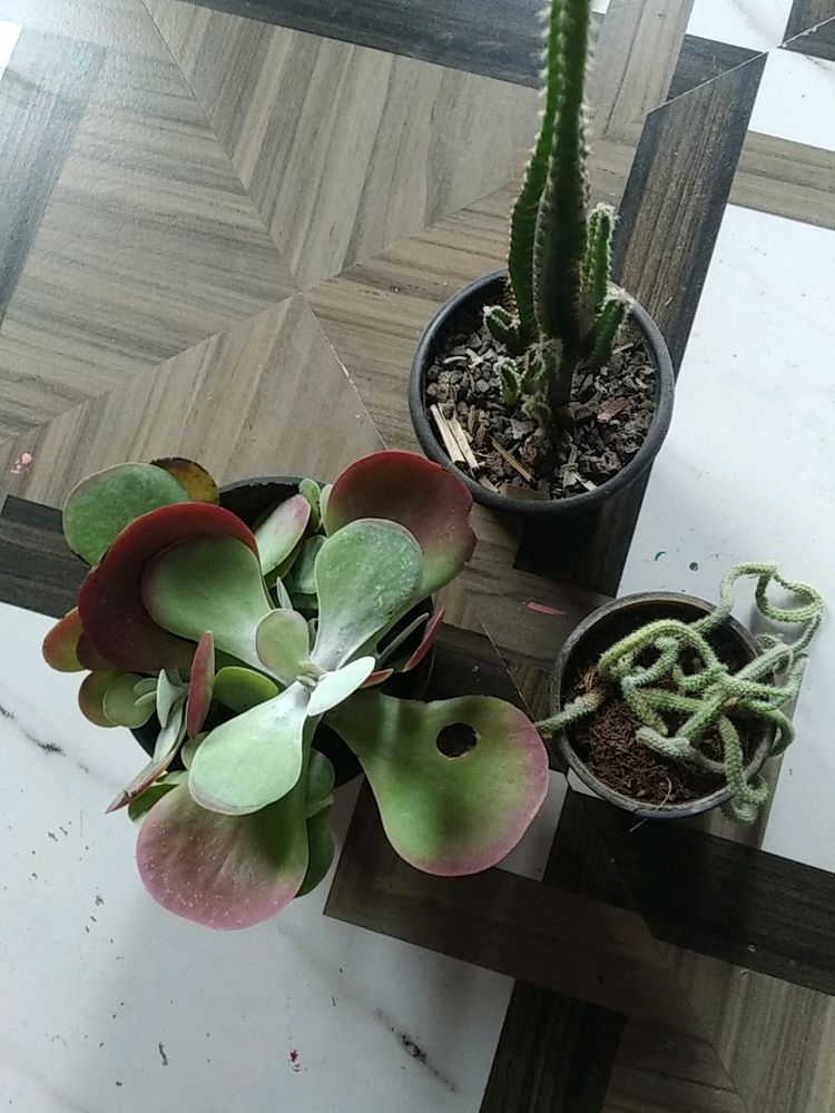 Combo Succulent & Cactus Rare Variety Live Plant