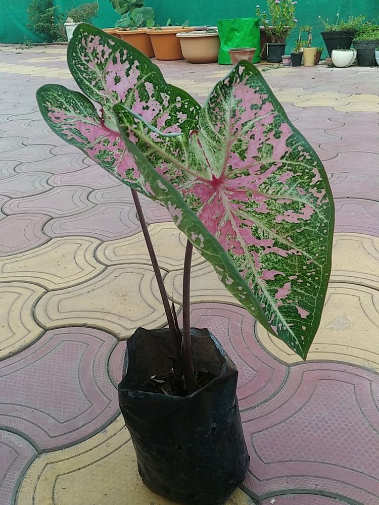 Caladium Pink Live Plant