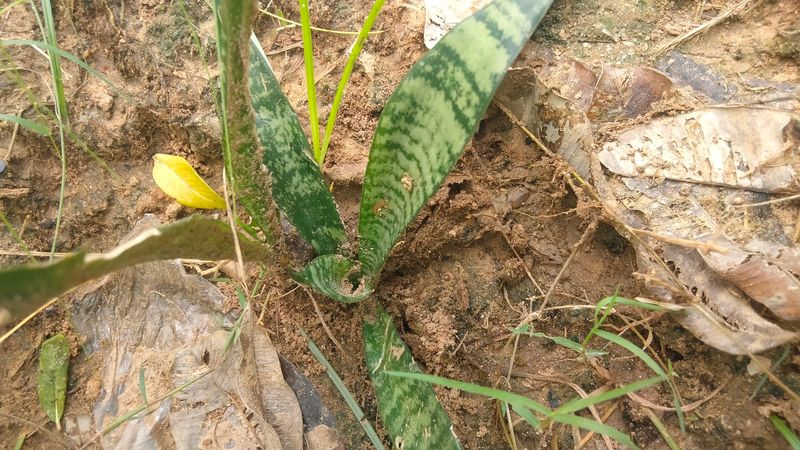 Baby Snake Plant