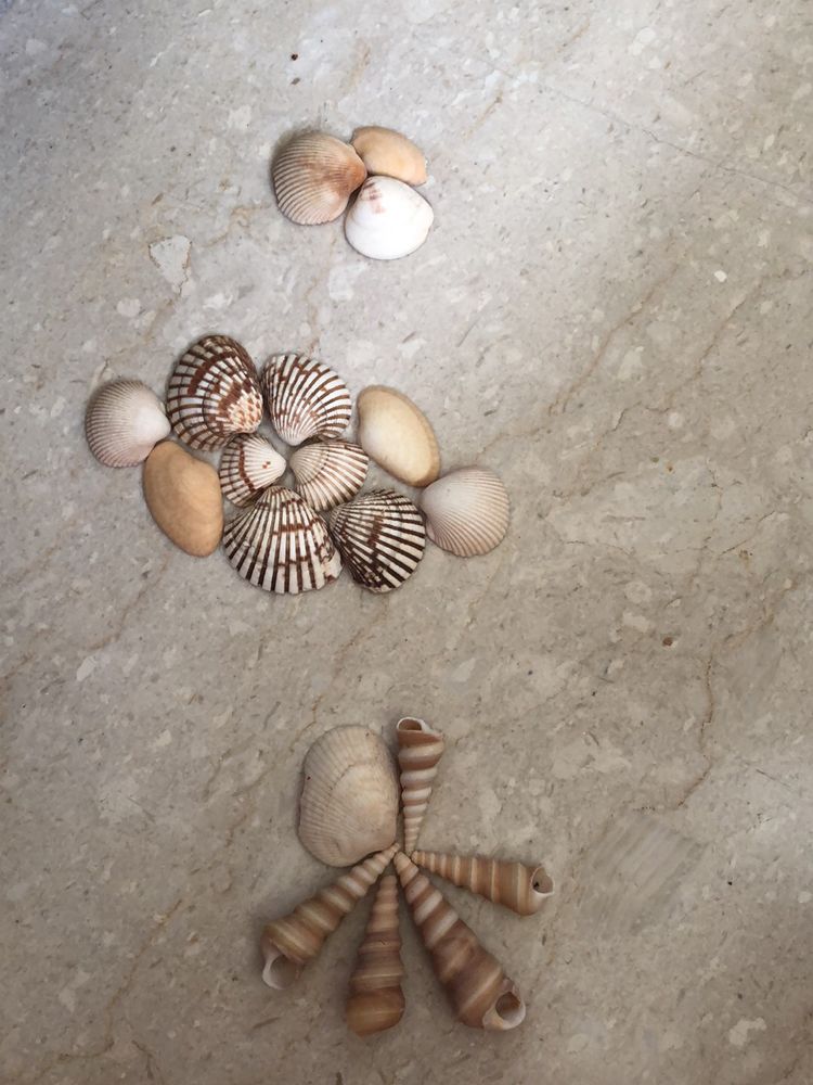 Shells To Distress