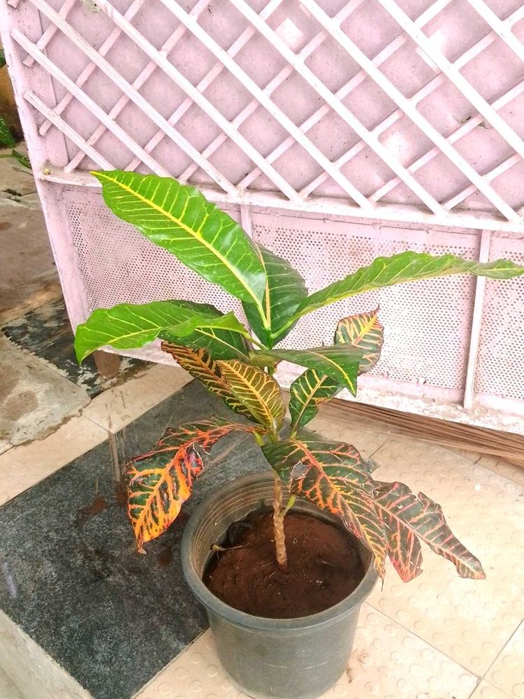 Codiaeum variegatum