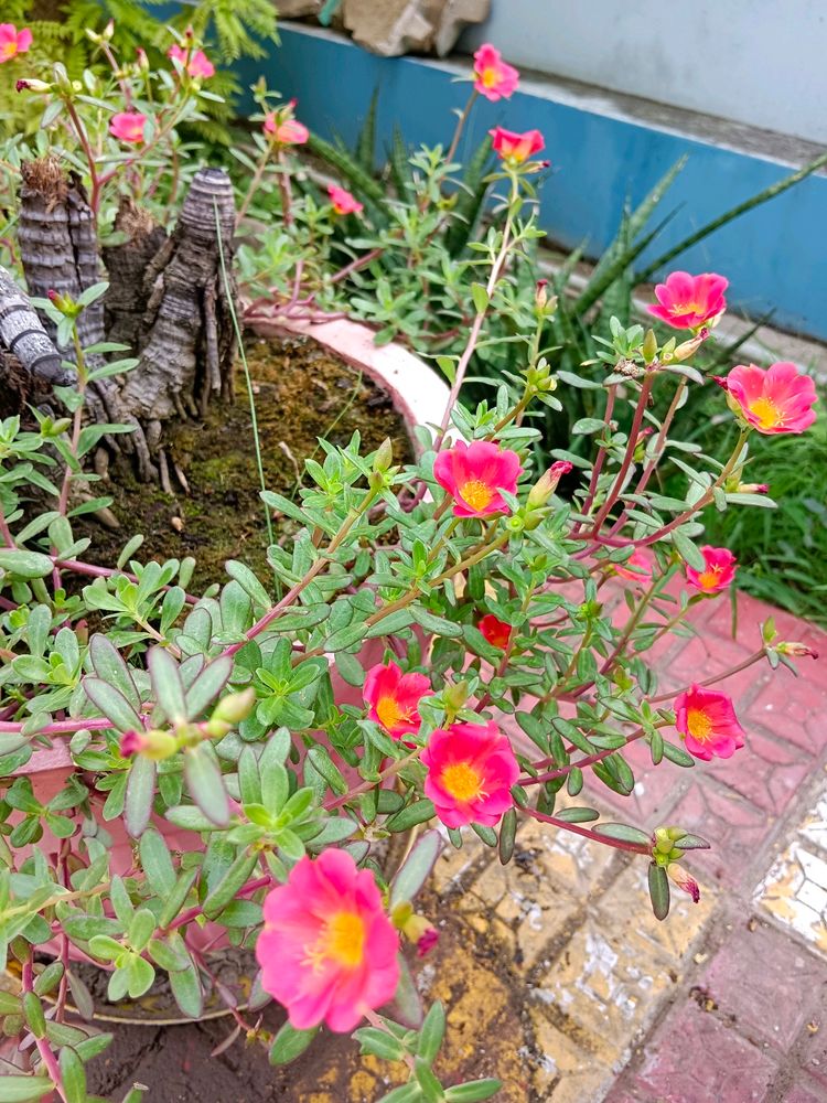 Red Portulaca Cuttings