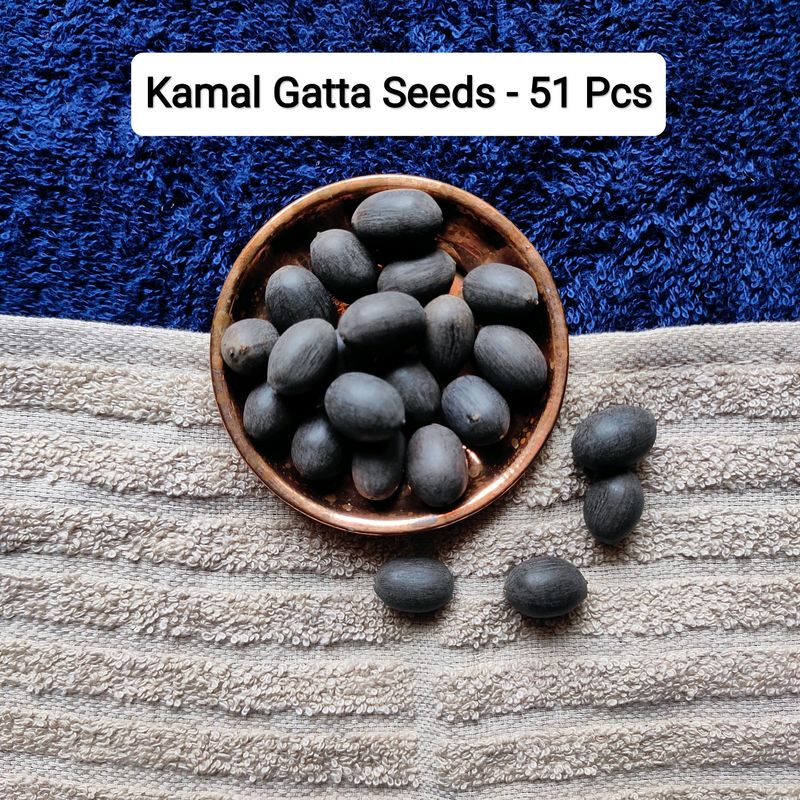 Original Kamall Gatta Lotus Seeds 51 Pcs