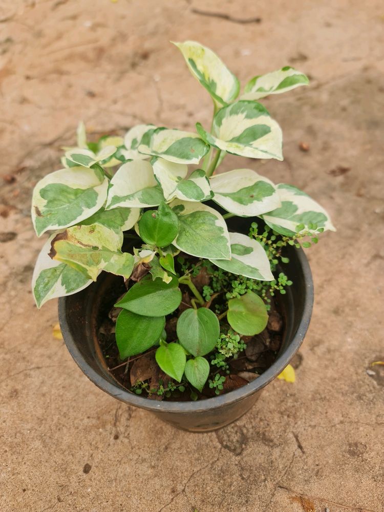 Combo With Money Plant